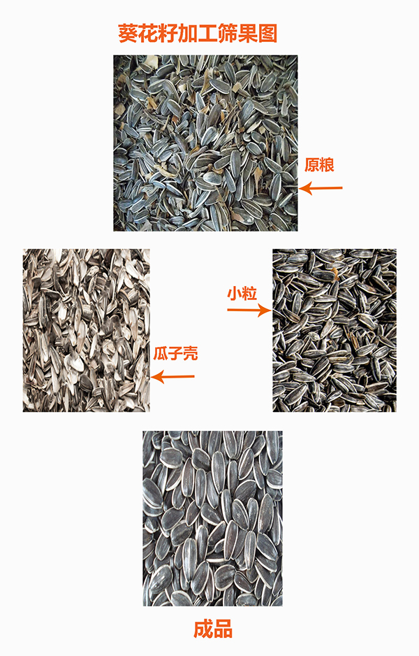 1590033111789985.jpg 瓜子加工效果圖600.jpg